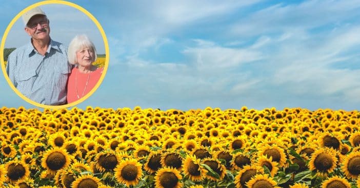 A farmer celebrated his wife by planting a field of over a million sunflowers