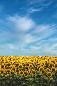 The sunflower is the state flower of Kansas