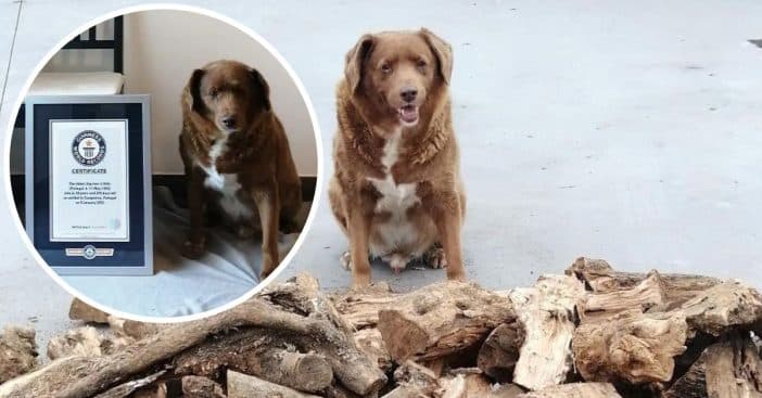 World's oldest dog dies