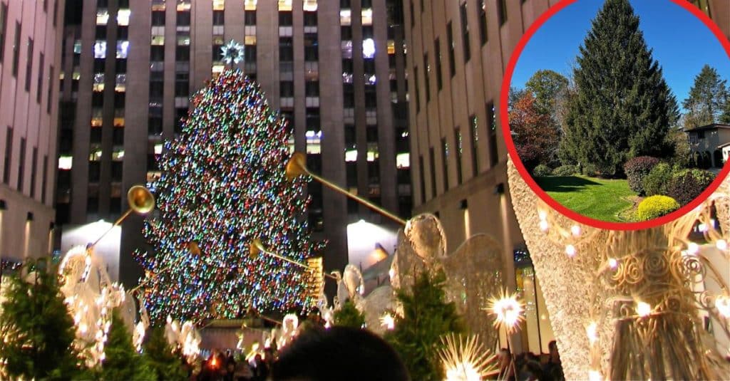 Check Out The 2023 Rockefeller Christmas Tree, An 80Foot Beauty