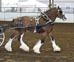 Clydesdale horses have been associated with Budweiser for decades