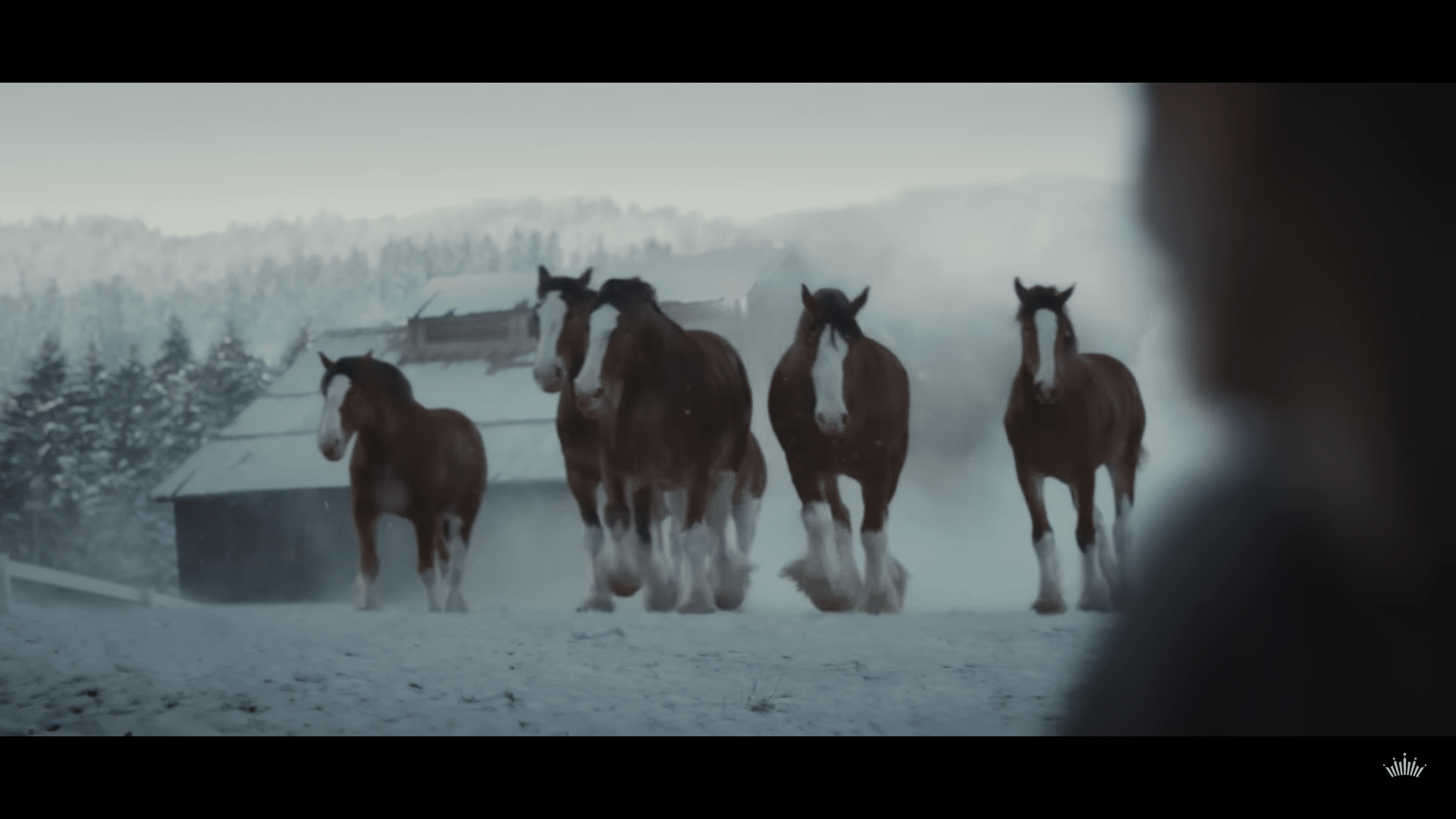 Budweiser’s Clydesdales Horses Making Nostalgic Return In Time For