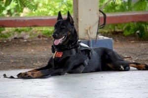 There are different kinds of service dogs in law enforcement with distinct barriers between their responsibilities