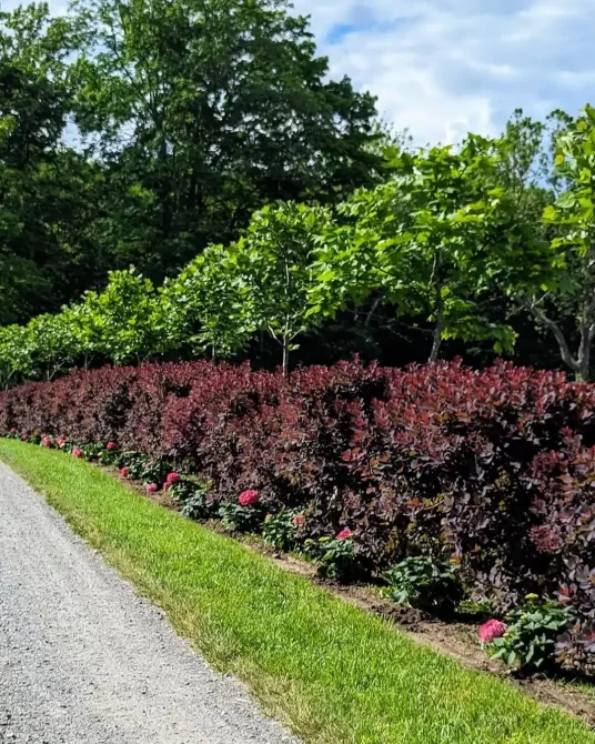 Martha Stewart outdoor plant