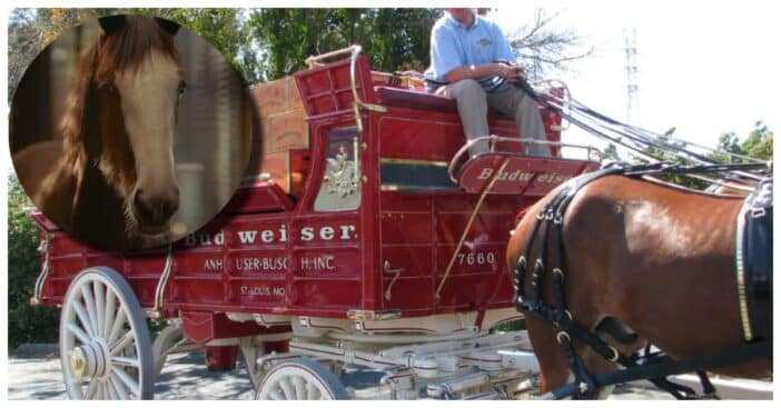 Budweiser Clydesdales commercial