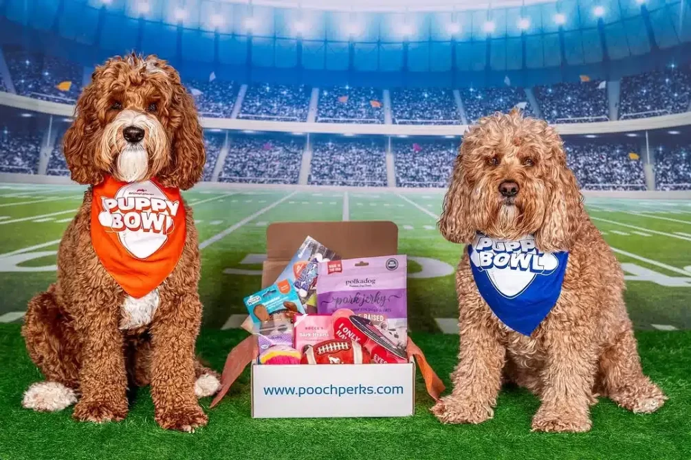 Inside The 2025 Puppy Bowl: How A Joke Turned Into A Fan-Favorite Tradition