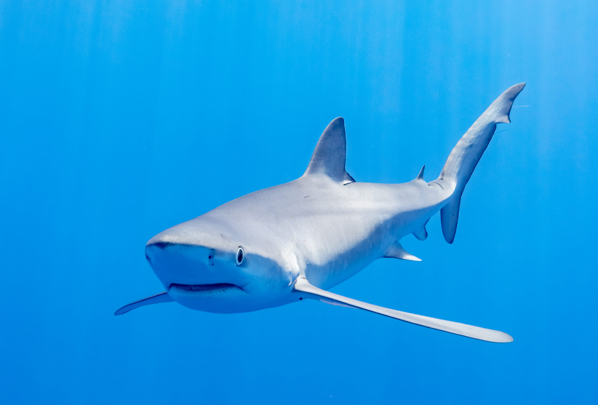 Shark Week 2025 Schedule And How to Watch