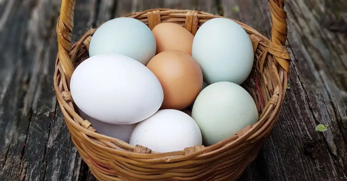 egg recall